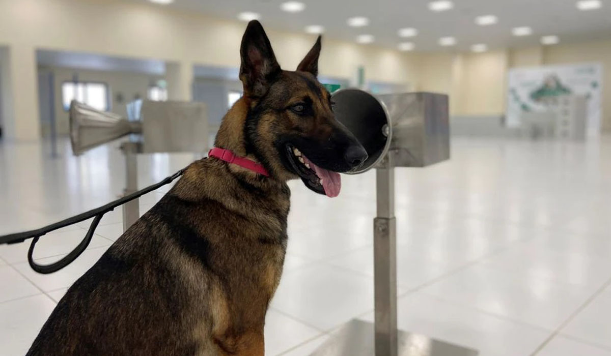 Trained dog to sniff out COVID-19